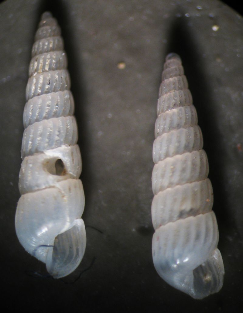 Turbonilla lactea juv vs obliquata